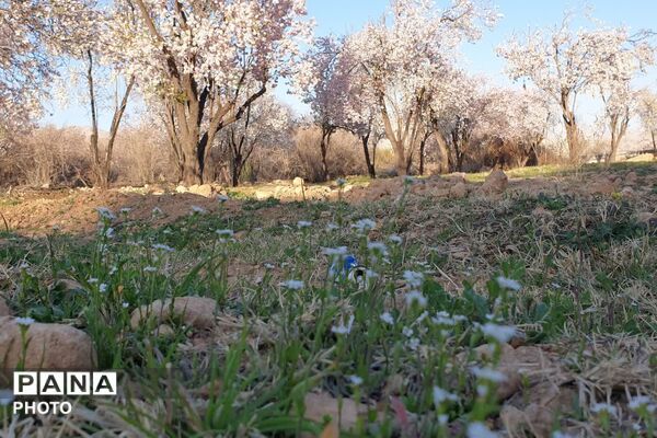 زمستان شکوفه پوش در خفر 