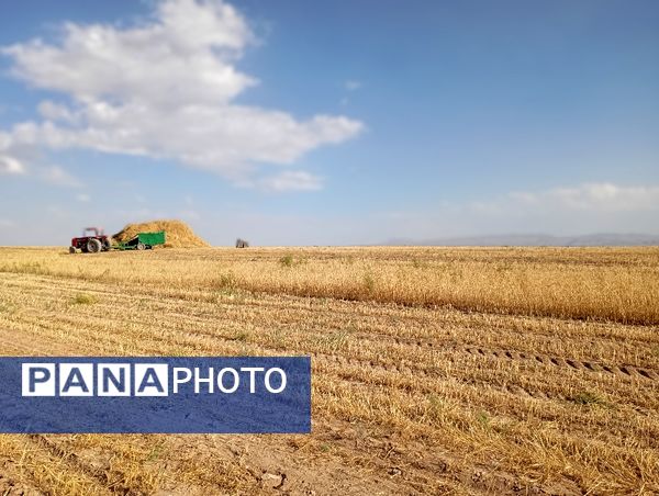 برداشت گندم در روستای گزکوه