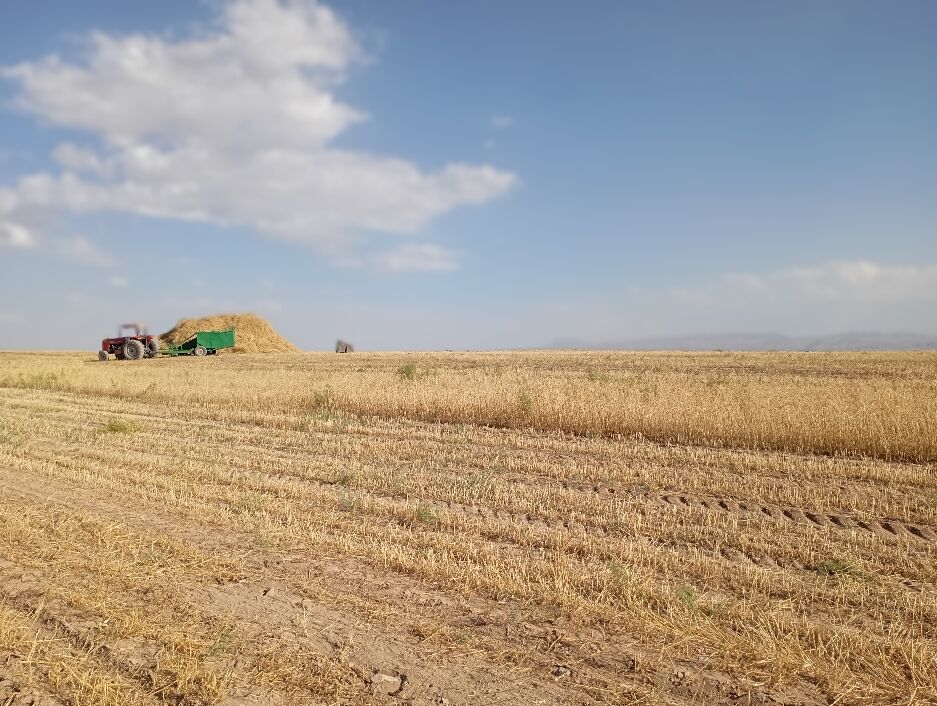 برداشت گندم در روستای گزکوه