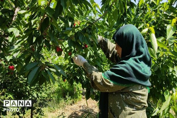 فصل چیدن یاقوت های چشم نواز در شهر بار نیشابور-۱