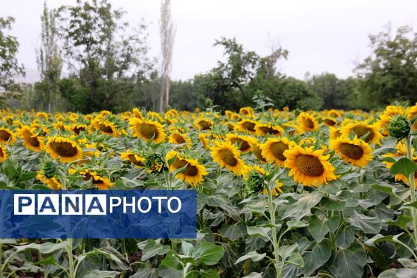 مزرعه آفتابگردان در سلماس