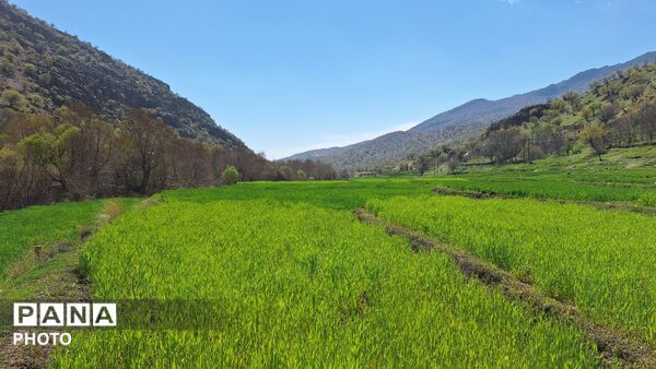 شکوفایی امید 