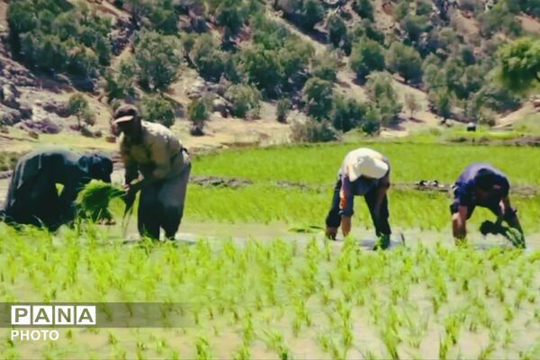 برنجکاری در پلبریده