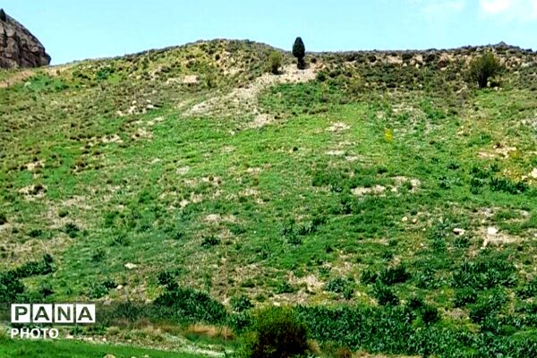کوه های شهر بار ذخیره‌گاه گیاهان ارزشمند و کم نظیر دارویی 