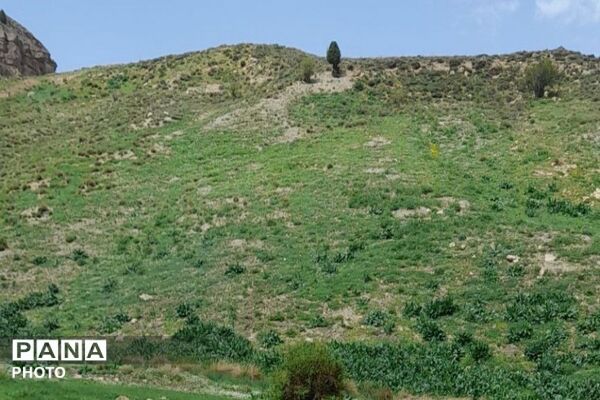 کوه های شهر بار ذخیره‌گاه گیاهان ارزشمند و کم نظیر دارویی 