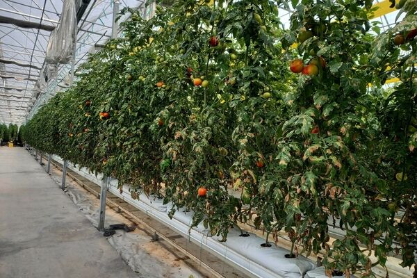 مدل بومی مدیریت بازار محصولات کشاورزی با مشارکت تشکل‌های مردمی اجرایی می‌شود  