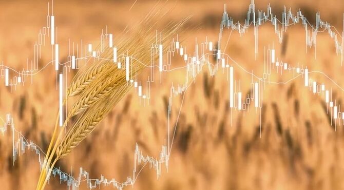اجرای طرح اعتباری گندم برای کمک به معیشت گندمکاران