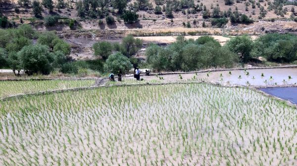 کاشت برنج در روستای بیدله 