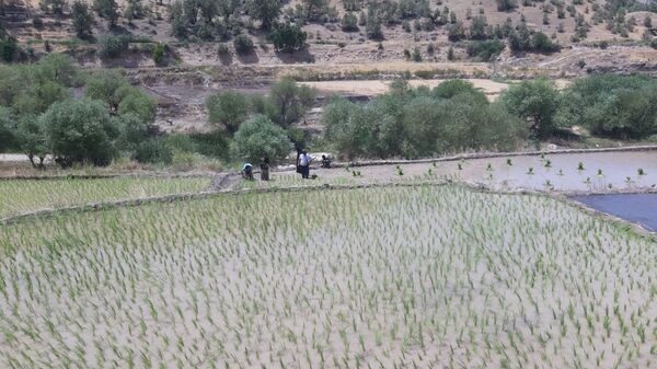کاشت برنج در روستای بیدله 