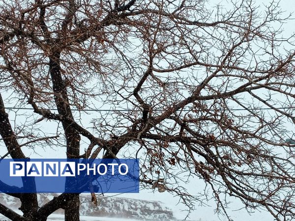 برف و بارانی همراه با شادی در شهرستان زاوه
