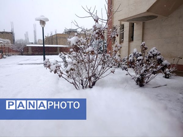 سفید مثل برف