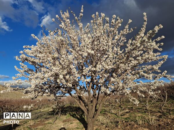 چهره بهاری شهرستان سامان
