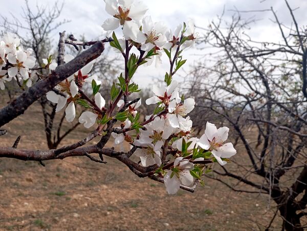  شکوفه های بهاری در روستای گزکوه