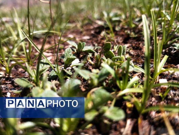 سیزده بدر، نقاشی رنگارنگ طبیعت را بر بوم تصاویر رقم زد