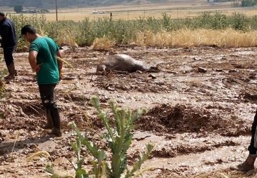 بروز سیل و خسارت مالی به دام‌ها و اراضی کشاورزی در روستاهای مازندران
