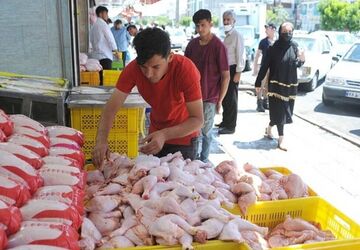 دعوای مجلس و مرغداران بر سر مقصر گرانی