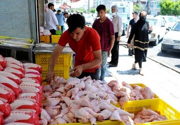 دعوای مجلس و مرغداران بر سر مقصر گرانی