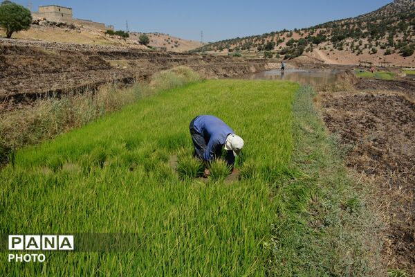 شالیزارهای پلبریده