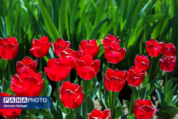 جشنواره لاله ها در کرج