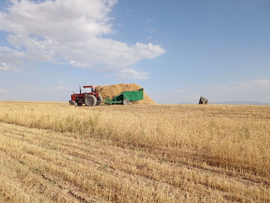 برداشت گندم در روستای گزکوه