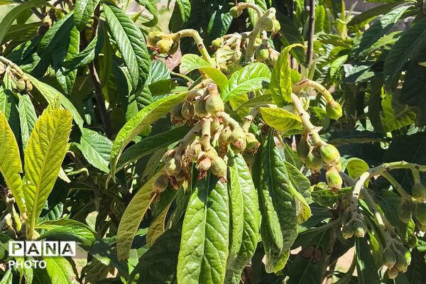تصاویری از طبیعت زیبا و دیدنی روستای بردج