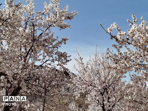 شکوفه‌های بهاری شهر بن، نویدبخش طراوت و زندگی دوباره