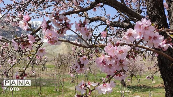 زیبایی تنگ دستنا در قاب پانا