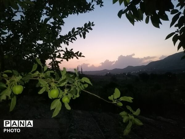 برداشت گیلاس از باغات و تصاویر زیبا از طبیعت سرسبز شهربار 