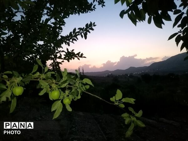 برداشت گیلاس از باغات و تصاویر زیبا از طبیعت سرسبز شهربار 
