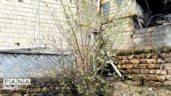 میانکوه شاهد فصل رویش گیاهان