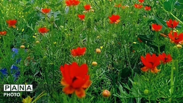 طبیعت دَستَنا؛ جلوه‌ای کم‌نظیر از آرامش و زیبایی در دل چهارمحال و بختیاری
