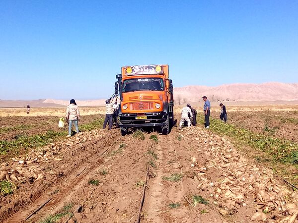 برداشت چغندر قند از مزارع دشت گل آغاز شد