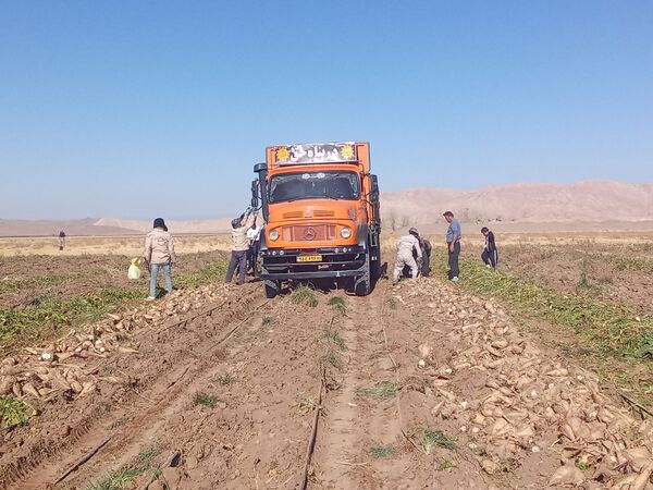 برداشت چغندر قند از مزارع دشت گل آغاز شد