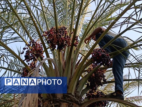 برداشت خرما در شهر رویدر 