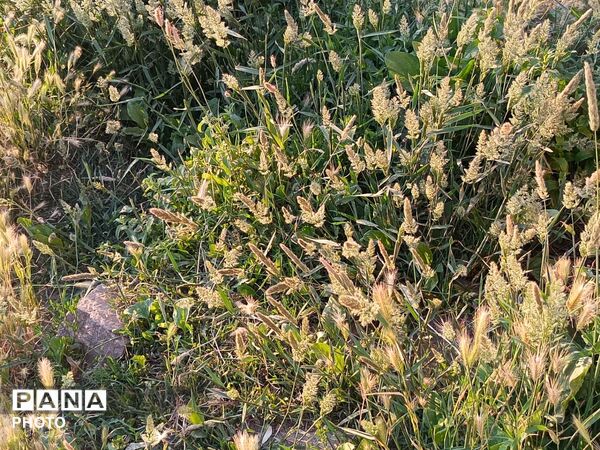 طبیعت در دل روستای برزنون،حال و هوای این دیار از قاب پانا