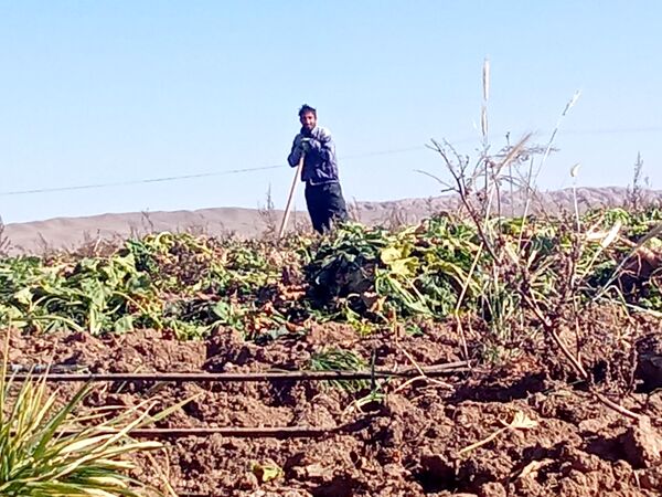 برداشت چغندر قند از مزارع دشت گل آغاز شد