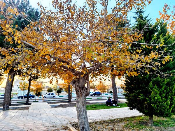 طبیعت زیبای کاشمر در پاییز