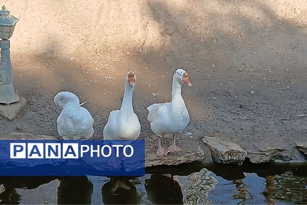 اردوی تفریحی مدرسه حدیث کساء از ناحیه یک شهرری