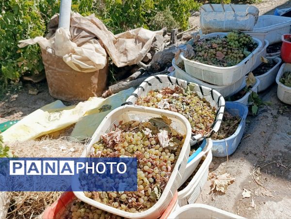 خسارت چند میلیارد تومانی چاه‌های موتور به باغات انگور