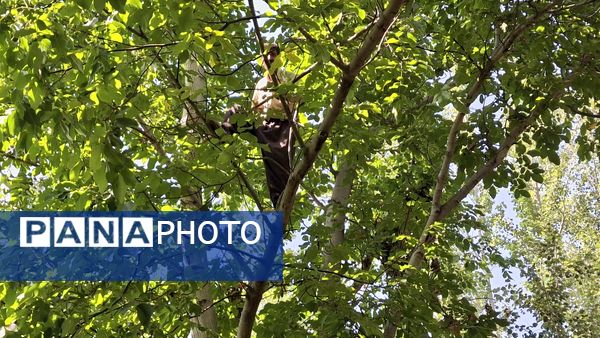 مارکده، سرزمین طلایی بادام و گردو؛ گنجینه‌ای از طعم و سنت در دل سامان