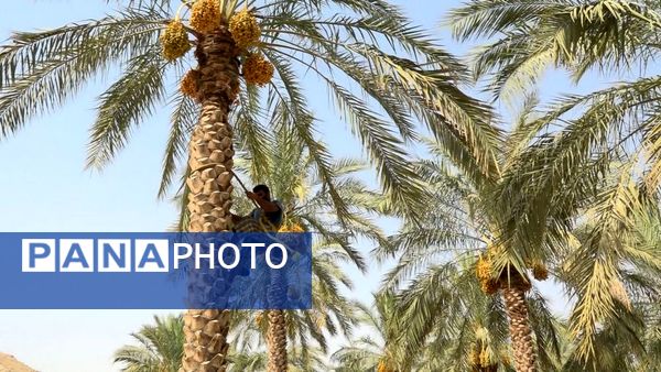 برداشت رطب از نخلستان‌های دالکی دشتستان 