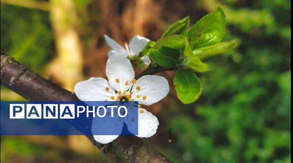شکوفه‌های بهاری بر قامت درختان ‌