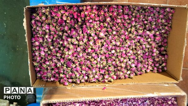 آخرین روزهای فصل گلاب‌گیری در کاشان؛ از دیگ‌های مسی تا شیشه‌های گلاب
