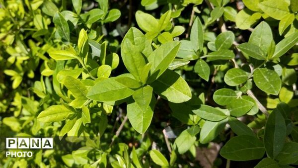 طبیعت هدیه ماندگار زندگی