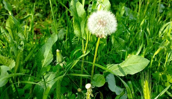 روستای شلیل نگین سرسبزی در دل کوه‌های میانکوه