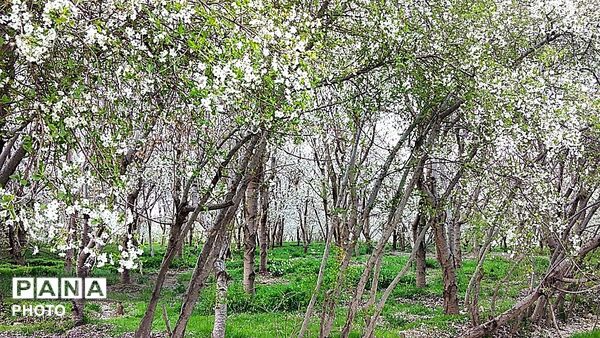 رویش شکوفه ها در روستای عیش آباد