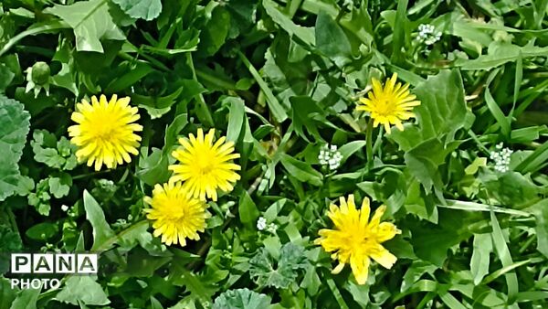 رویش شکوفه ها در روستای کابلی 