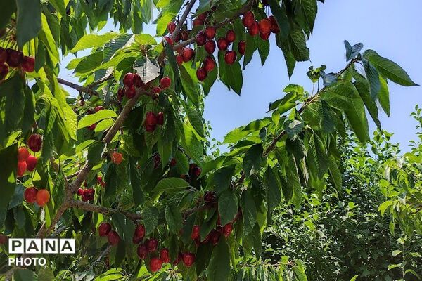 فصل چیدن یاقوت های چشم نواز در شهر بار نیشابور-۱