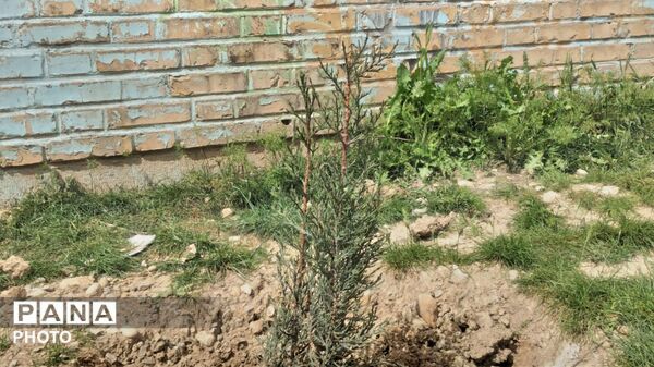  کاشت نهال ‌به یاد رهبر شهید و دانش آموزان میناب