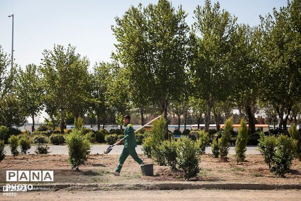 پویش «درخت‌‎کاری سرو ایران»